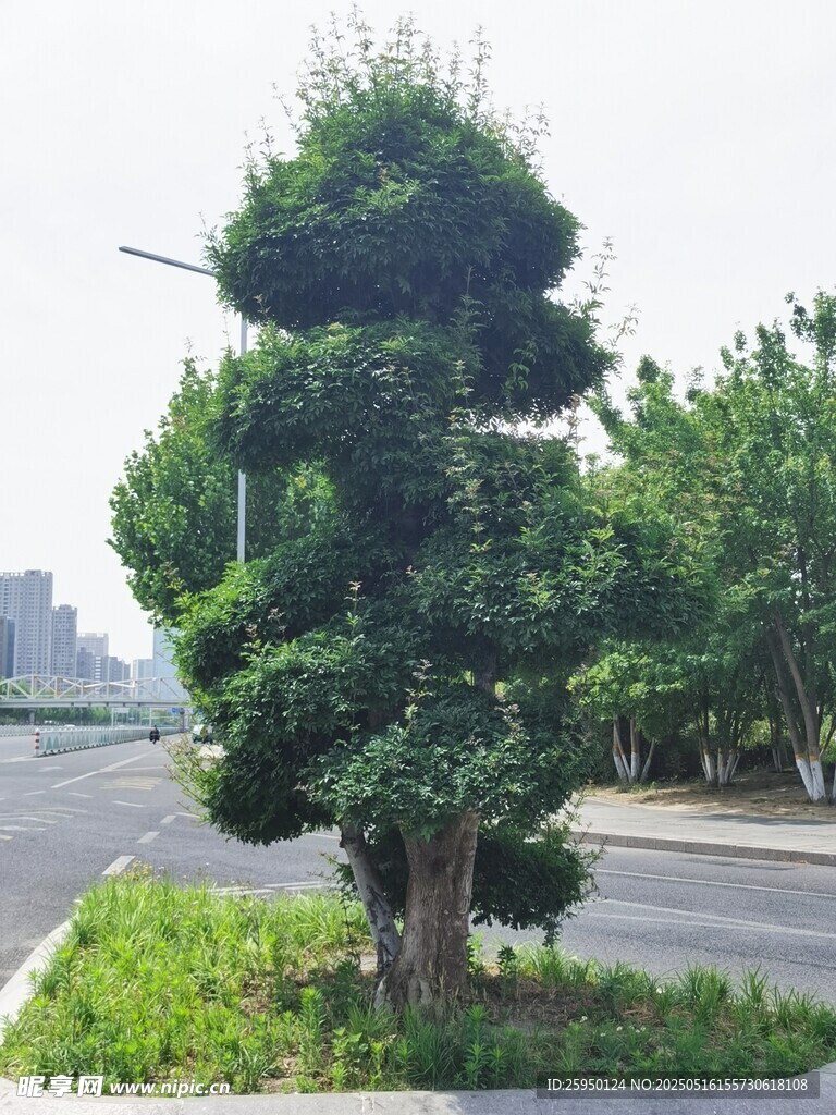 造型独特的街边绿植