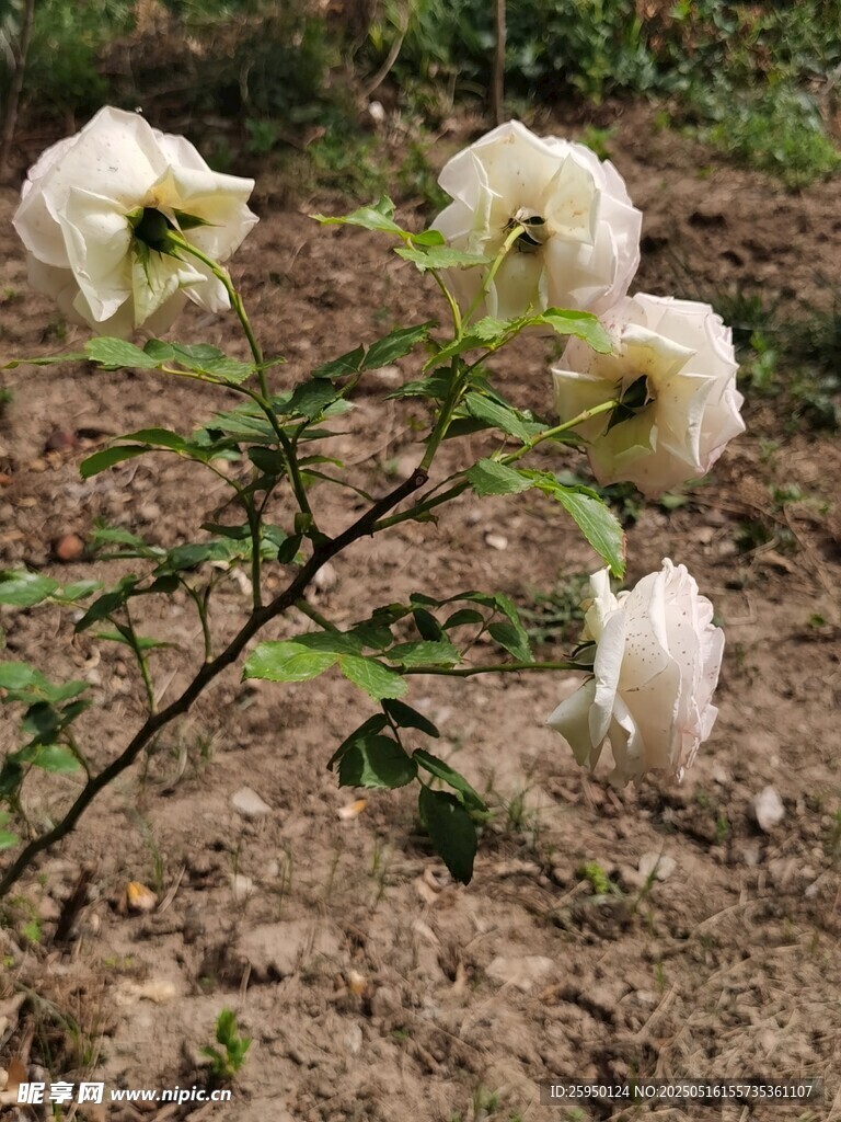 白色花朵绽放于泥土间