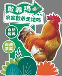 农家散养走地鸡宣传图