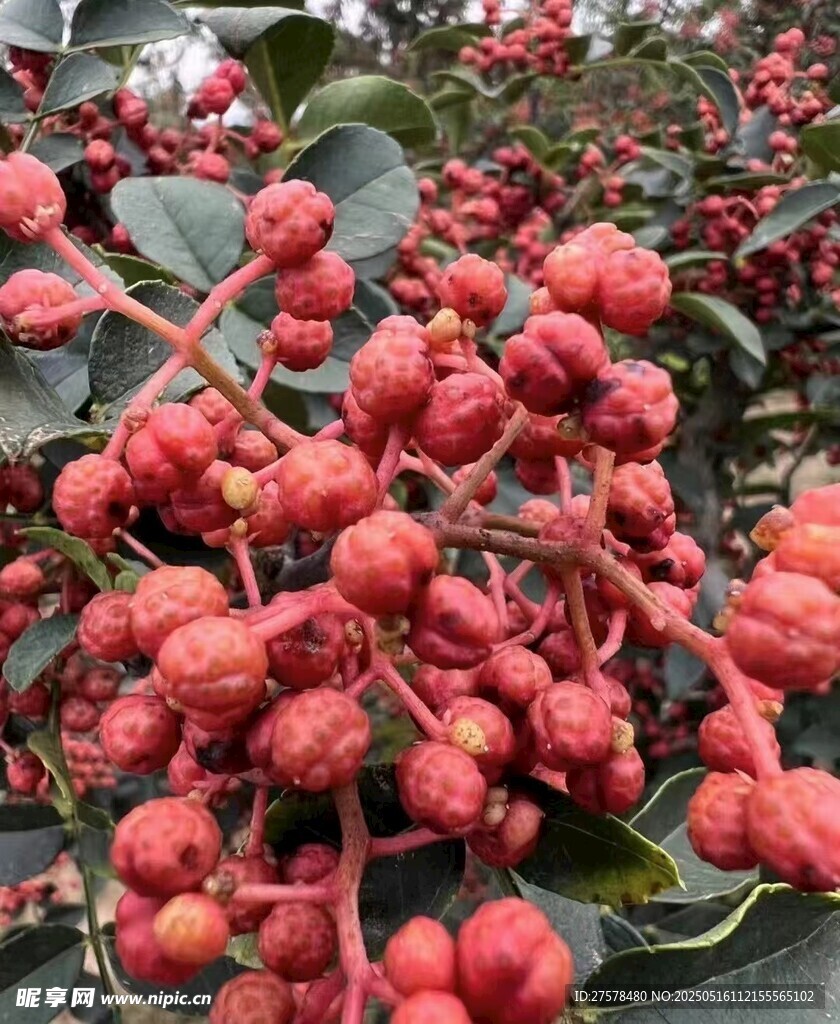 花椒