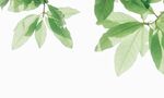 清新绿叶背景图