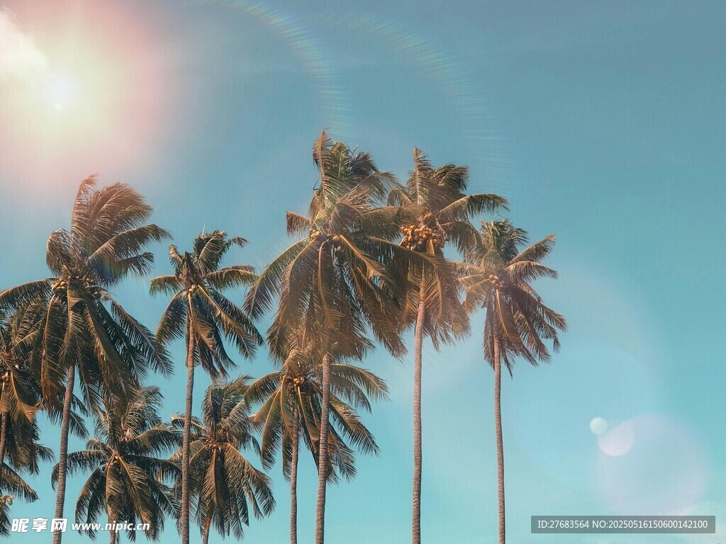 阳光下的椰林美景