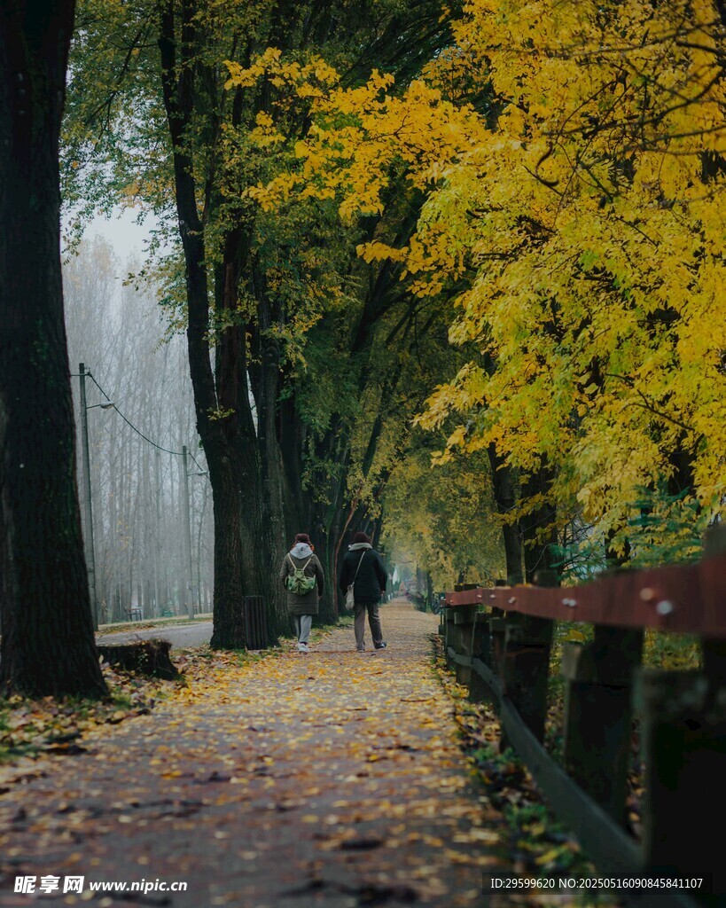 秋日林荫小道漫步景致