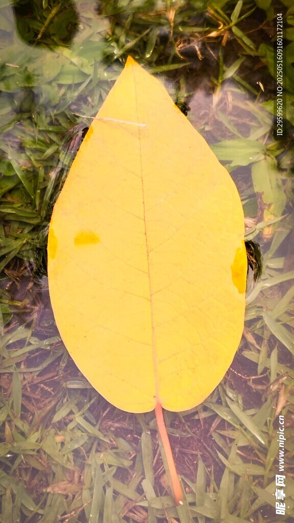 漂浮在水面的黄色叶片