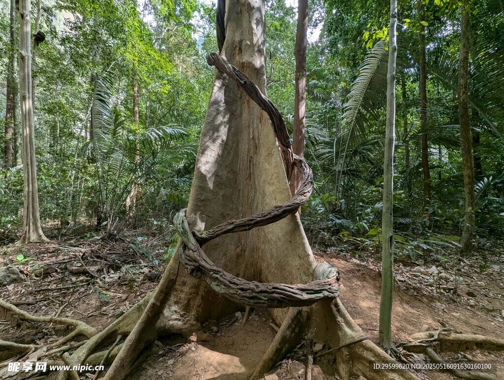 被绑树干于茂密林间