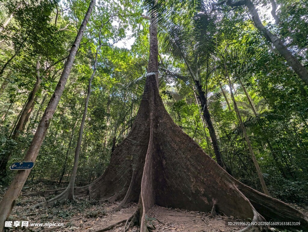 热带雨林中的巨大板根树