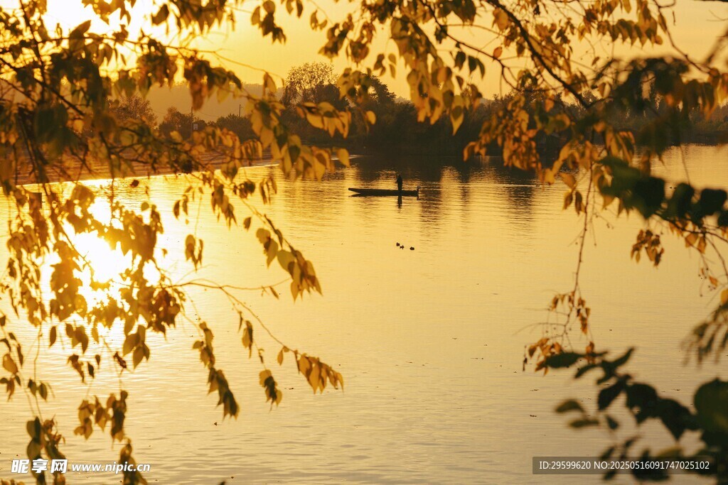 夕阳下湖畔枝叶美景