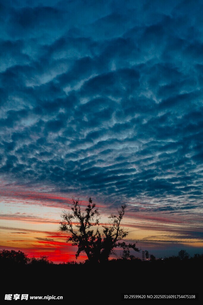 夕阳下孤树与绚丽云彩