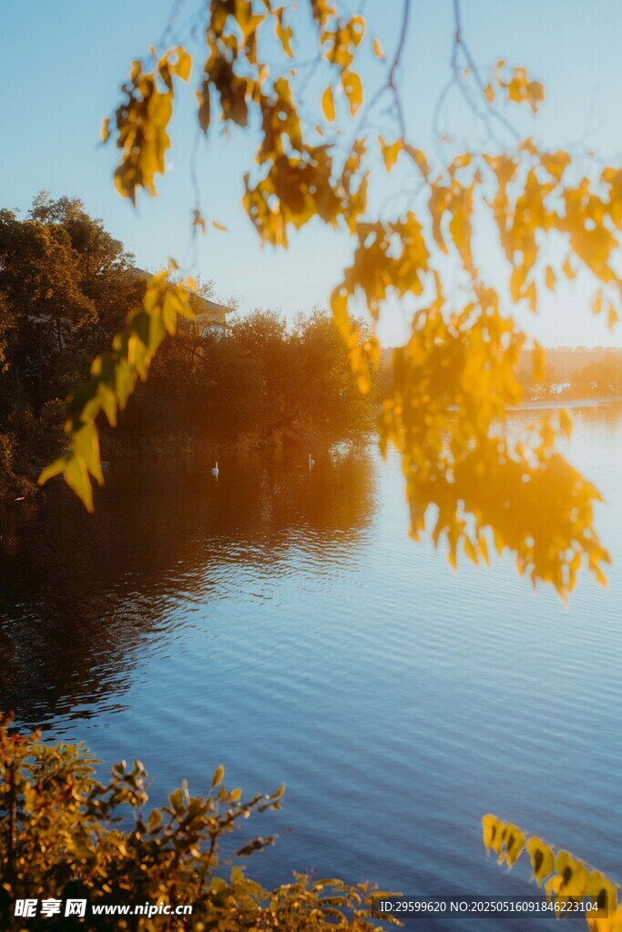 湖畔秋景 阳光映照枝叶