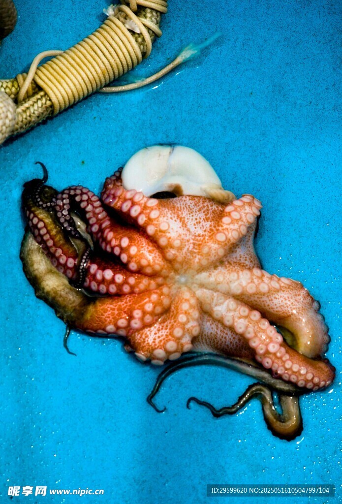 章鱼