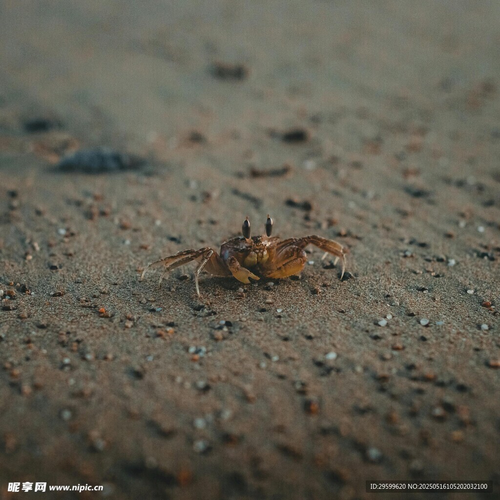 沙滩上的小螃蟹