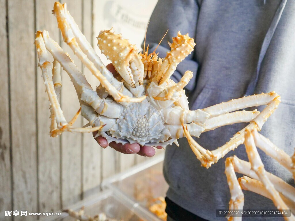 鲜活大螃蟹