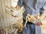 鲜活大螃蟹