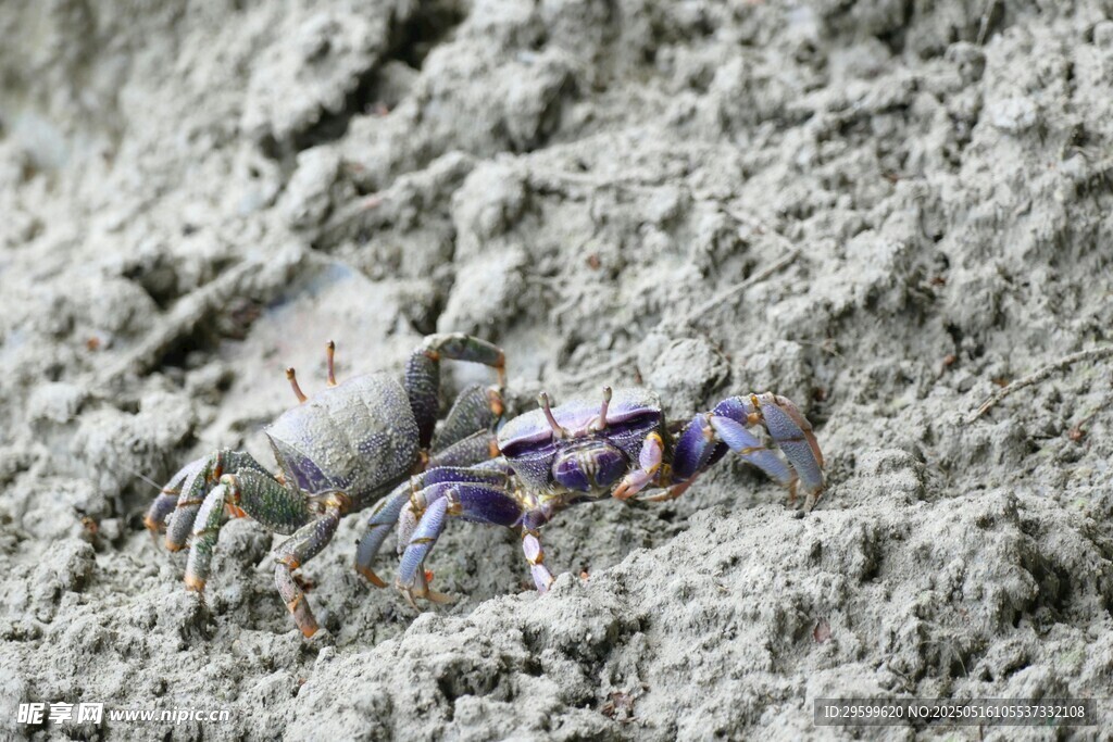 沙中紫色小螃蟹特写