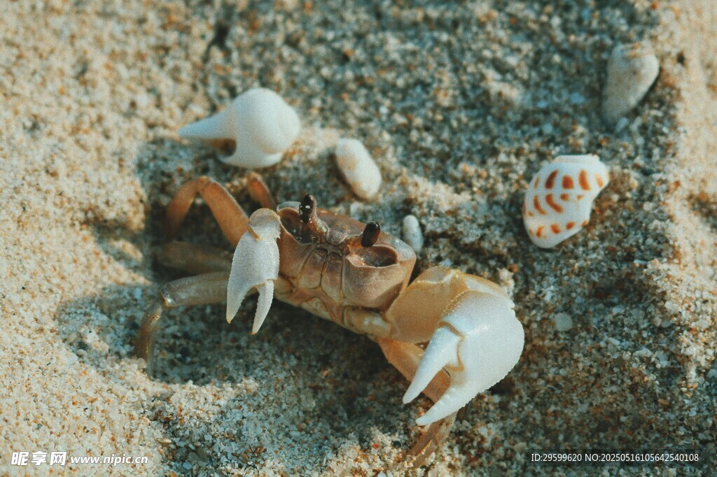 沙滩上的螃蟹特写