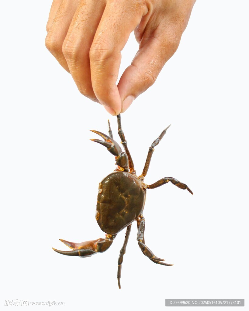 手拎大螃蟹