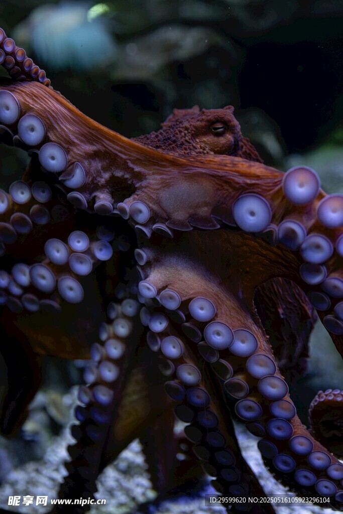 深海章鱼特写