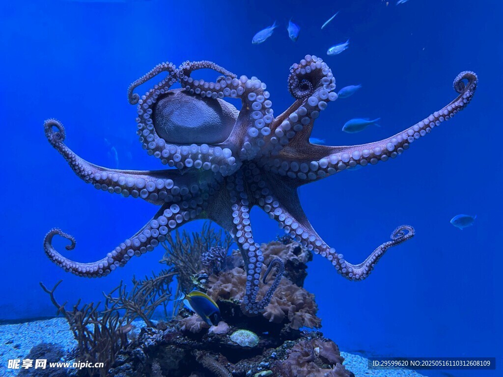 水下章鱼