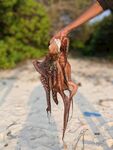 海边手持章鱼的精彩瞬间