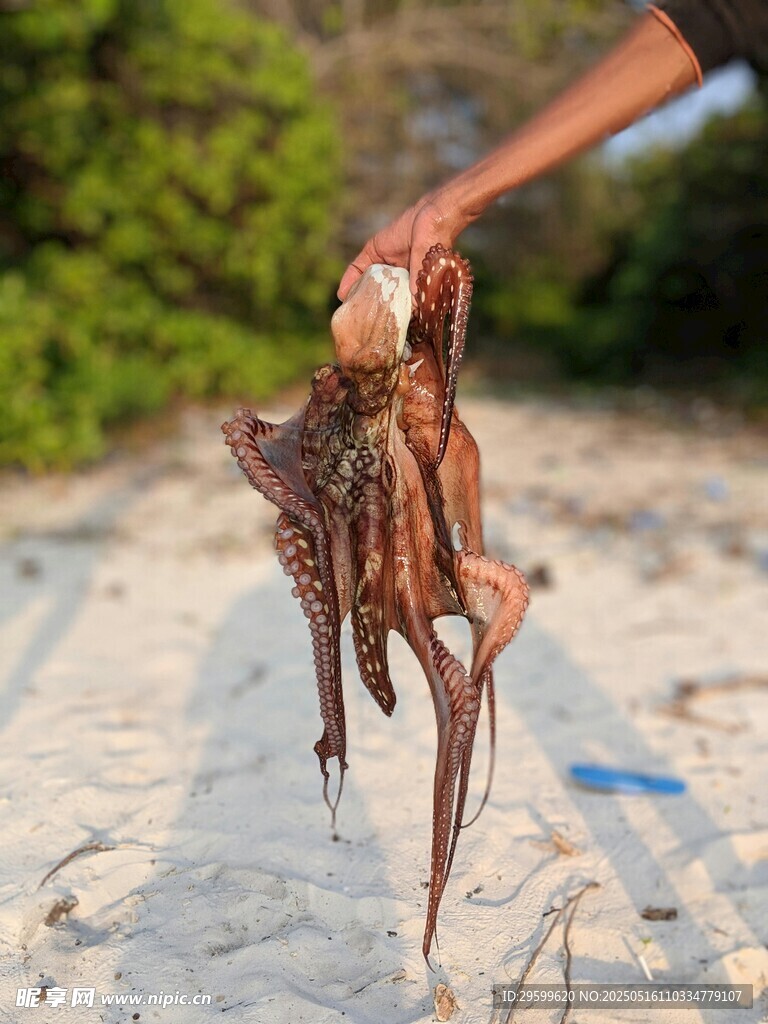 海边手持章鱼的精彩瞬间