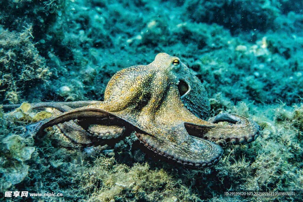 海底的章鱼