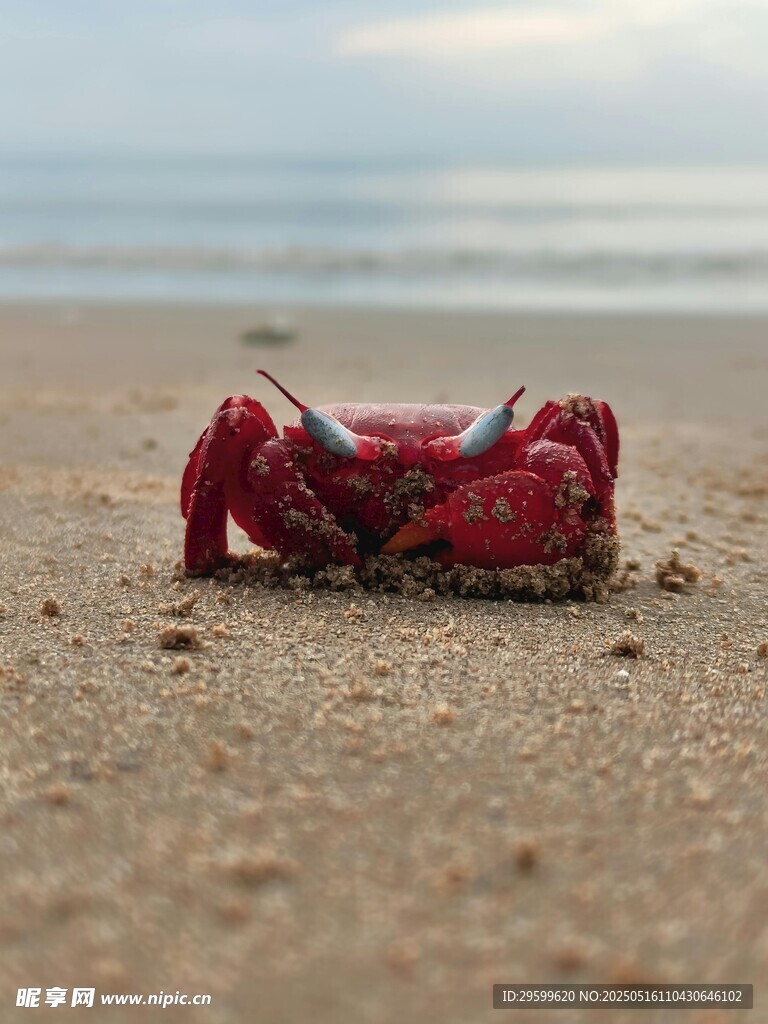 沙滩上的红色螃蟹