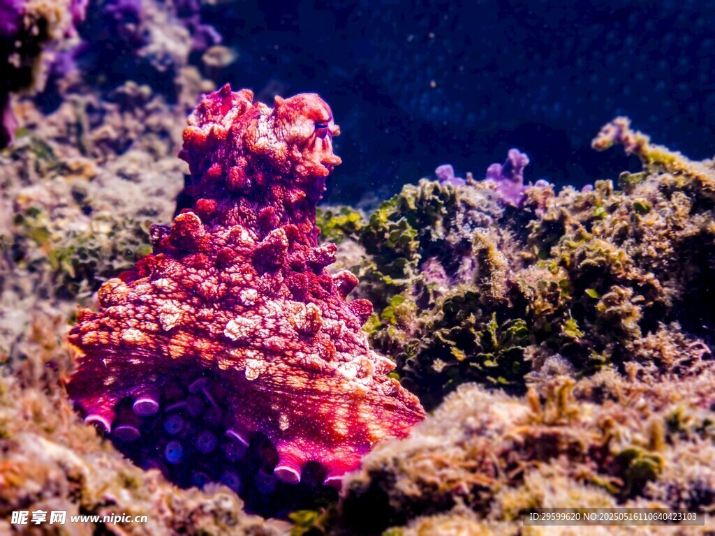 海底绚丽珊瑚景观