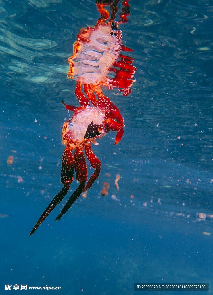 深海中色彩艳丽的龙虾