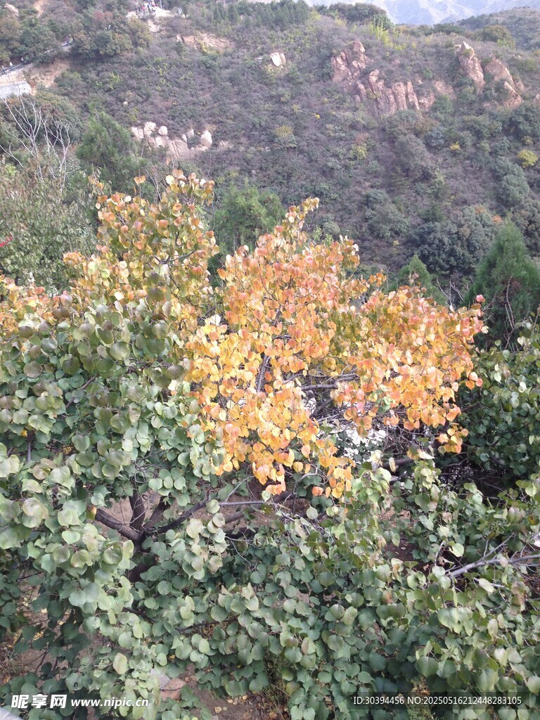 秋日山林间的斑斓树叶