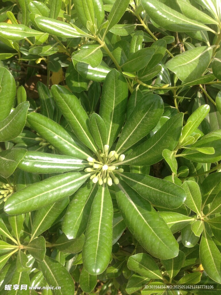 八角金盘特写