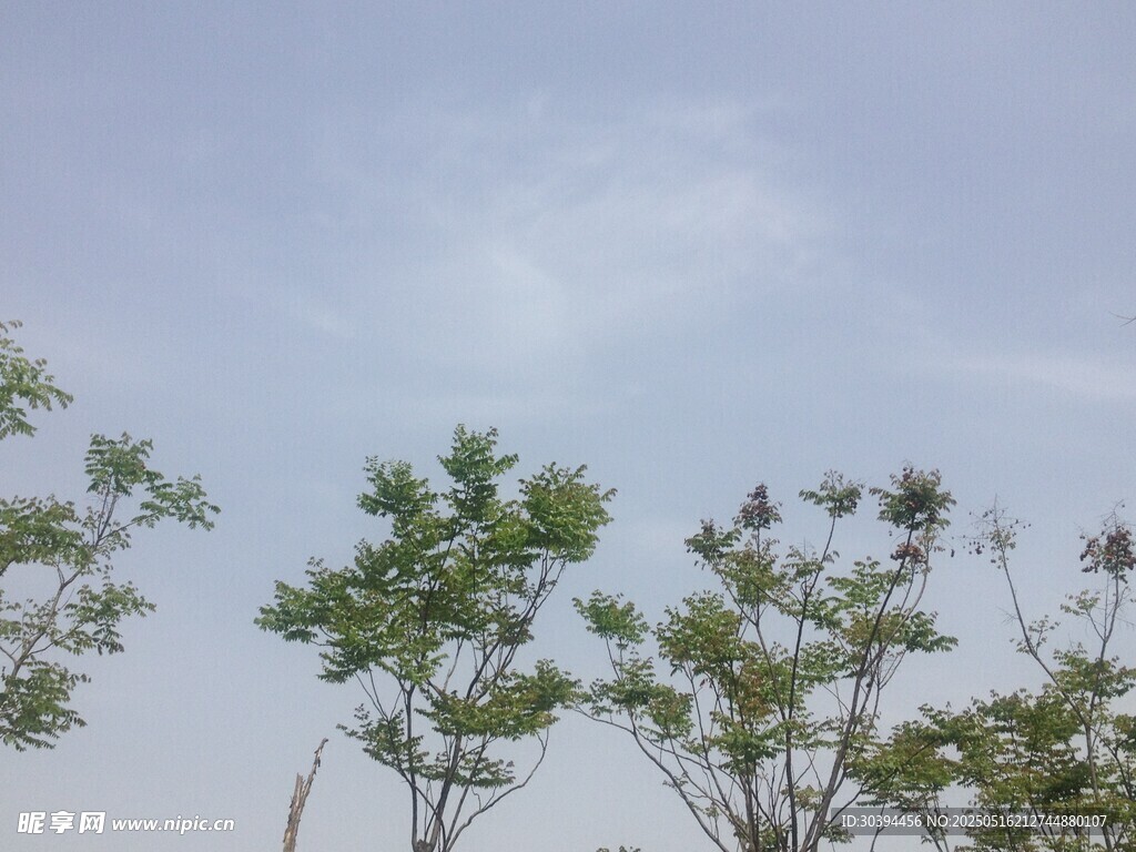 蓝天绿树风景