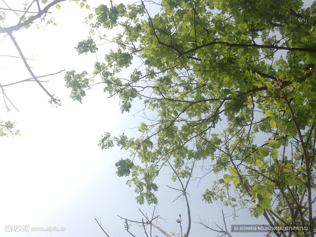 仰视翠绿繁茂的树枝