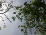 仰视绿树与天空
