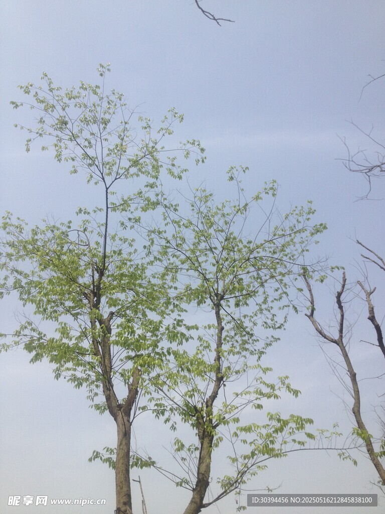 树冠