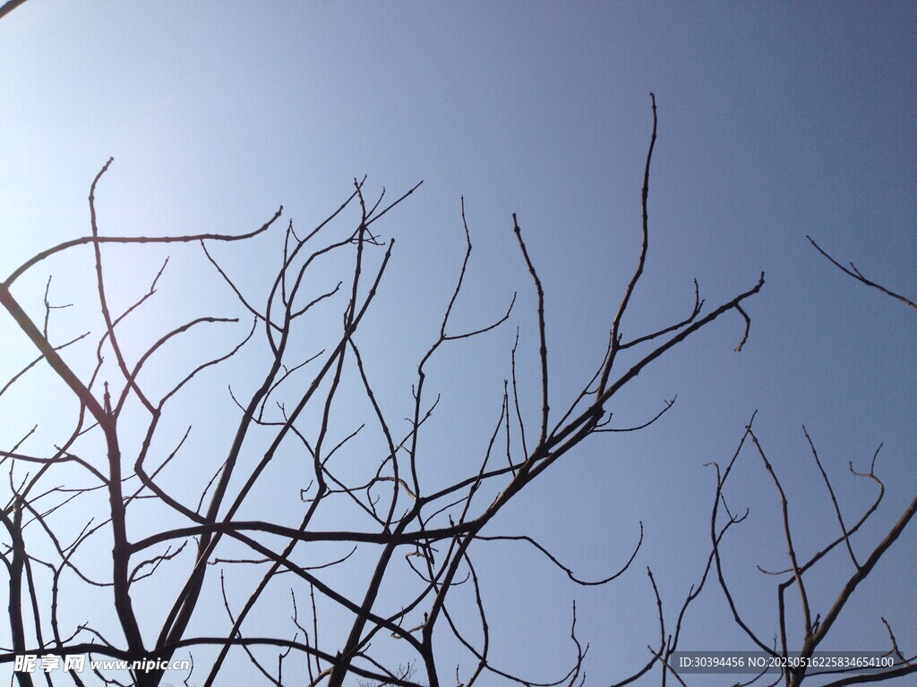 冬日枯树枝与晴朗天空