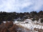 雪覆山坡的冬日山林景象