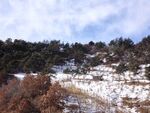 冬日雪覆山林景致