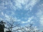蓝天枯枝景象