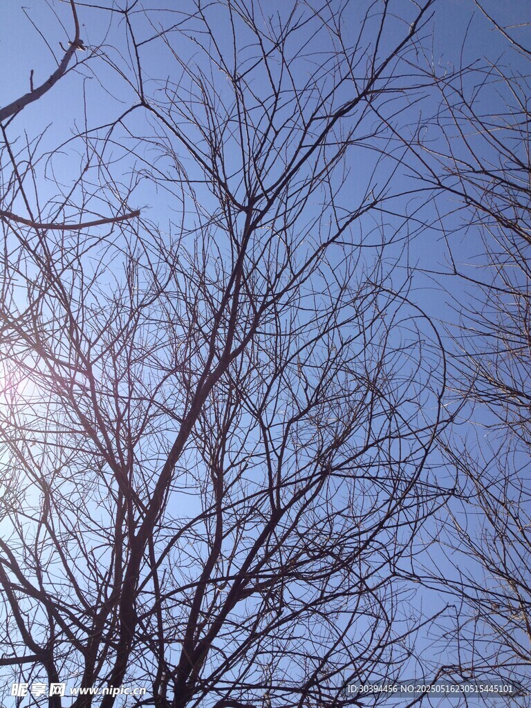 冬日光秃树枝与晴朗天空