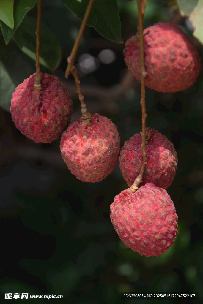 枝头饱满的新鲜荔枝