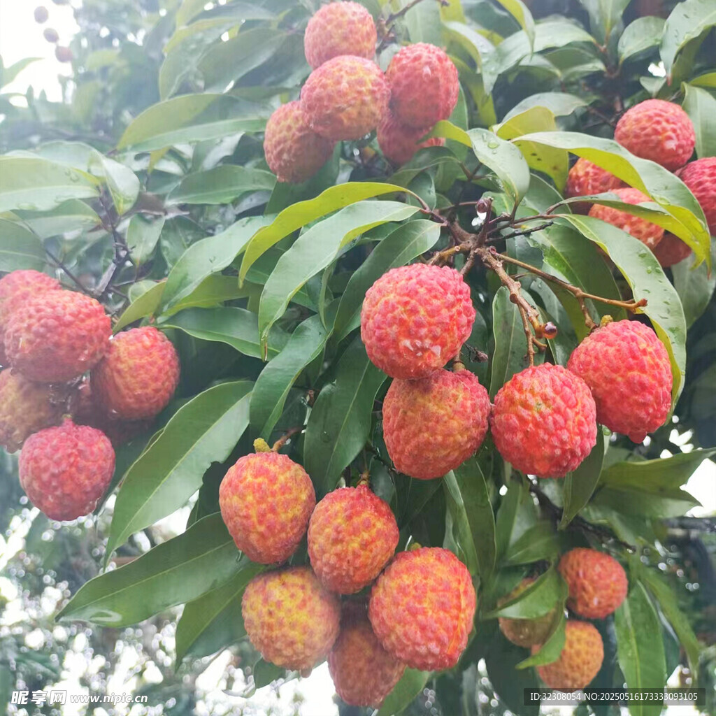 枝头挂满诱人荔枝