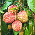 枝头饱满荔枝果实