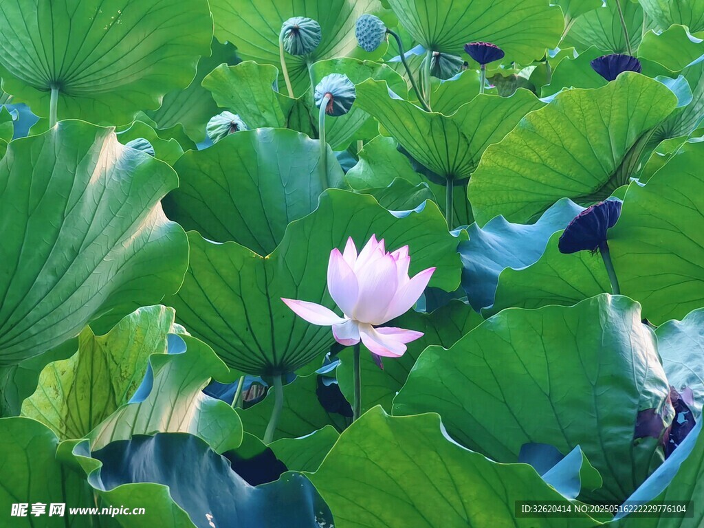 荷花