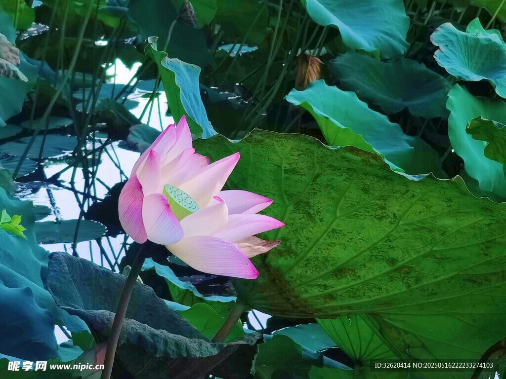 荷花