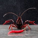 鲜活小龙虾配红辣椒