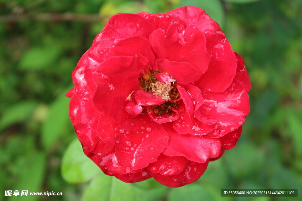 月季花  