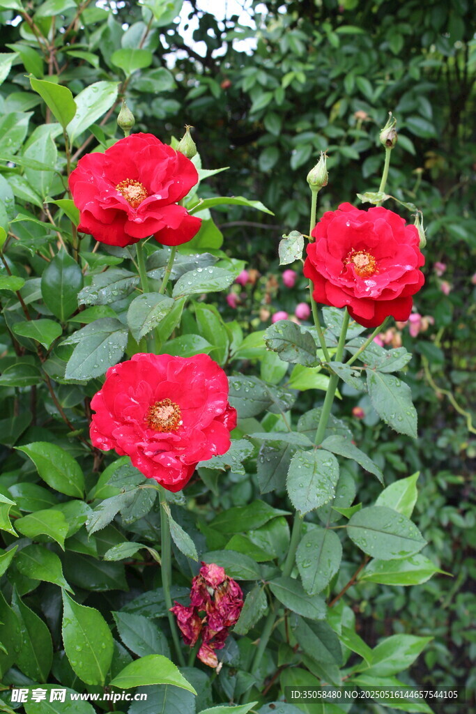 月季花 