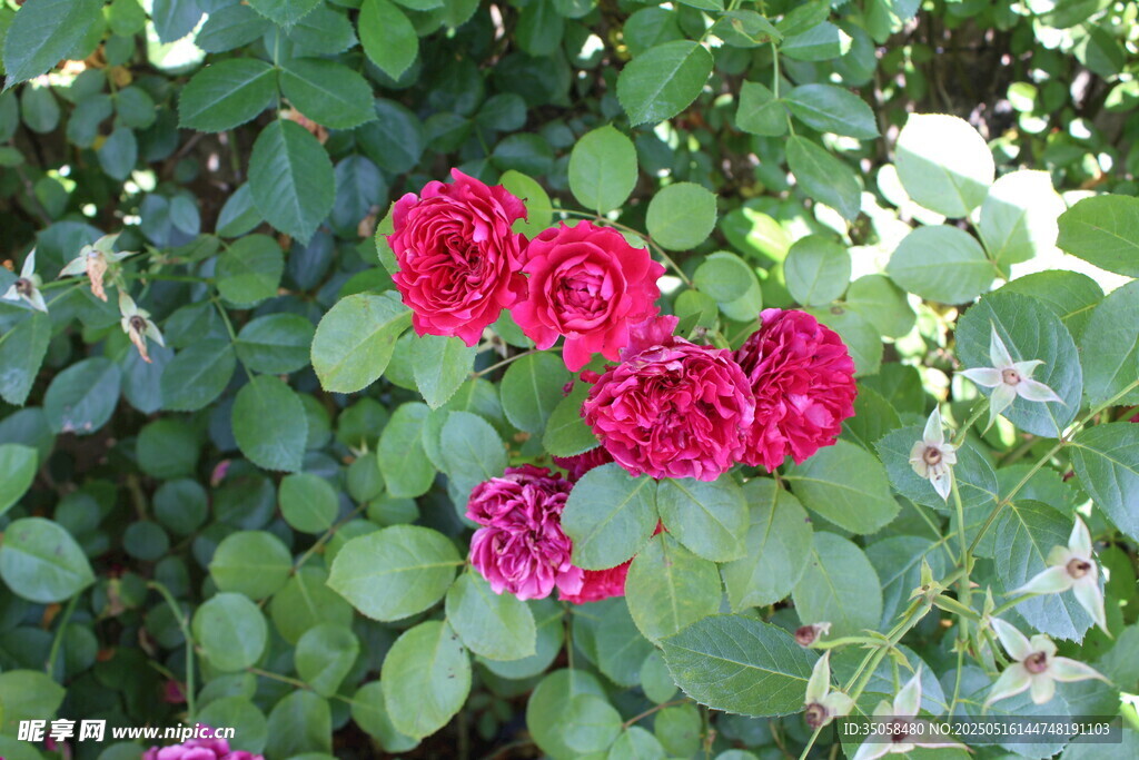月季花 