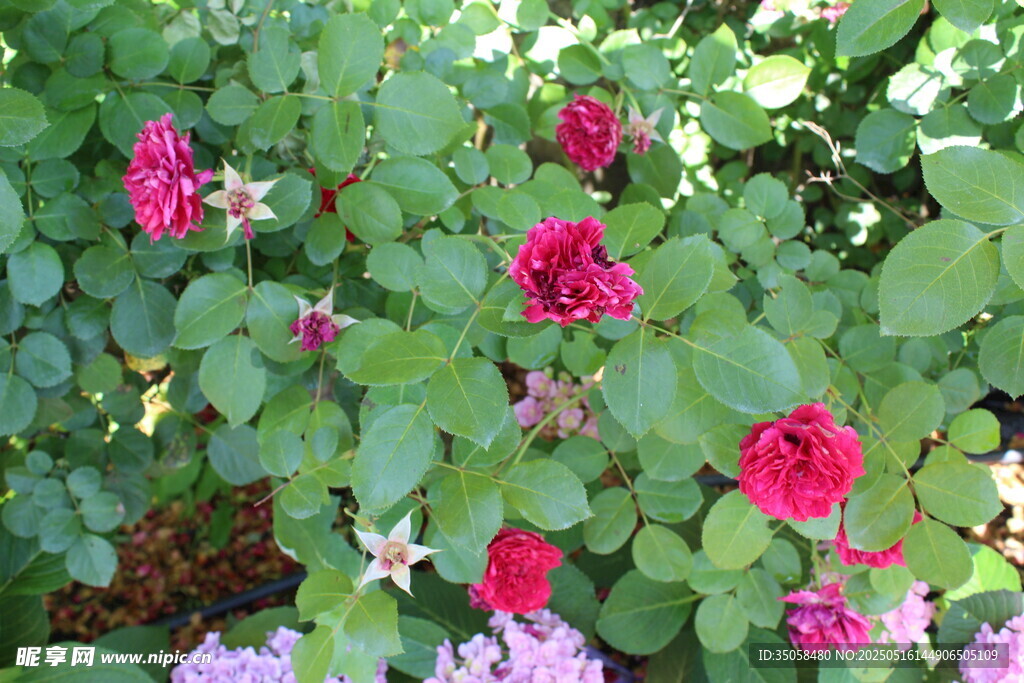 月季花  