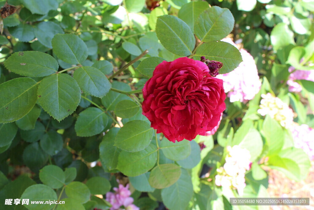 月季花 